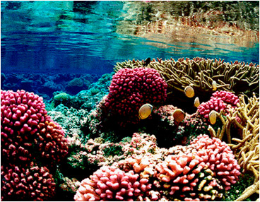 water ocean reef mermading