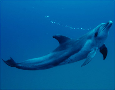 ocean dolphin mermaiding