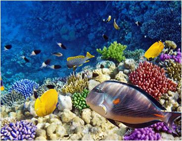 ocean mermaiding reef fish